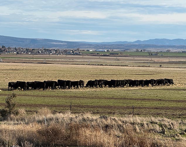 Bar CK Cattle Company Simmental SimAngus Cattle