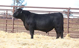 BAR CK IM UR HUCKLEBERRY 4015M