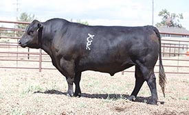 BAR CK/TBEF GALLANT 9125G